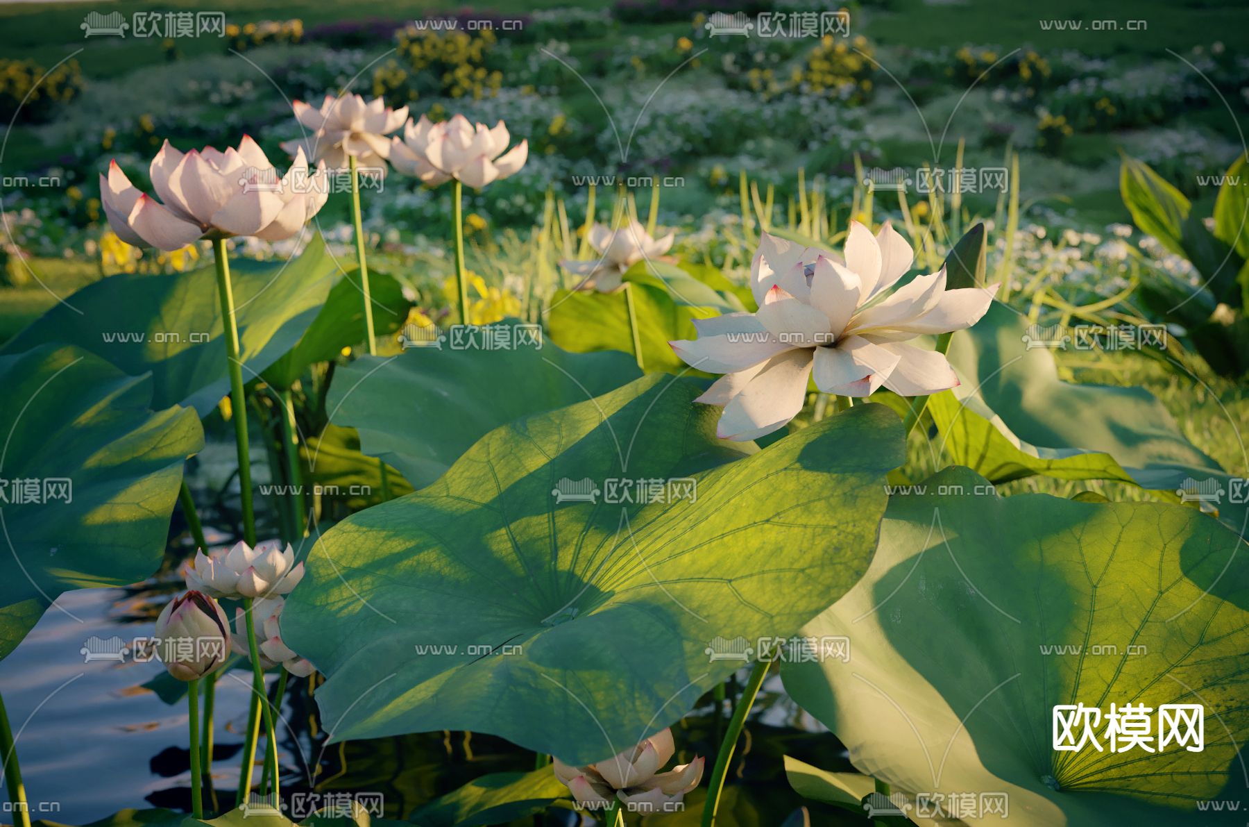 现代荷花池3d模型下载（渲染图2）
