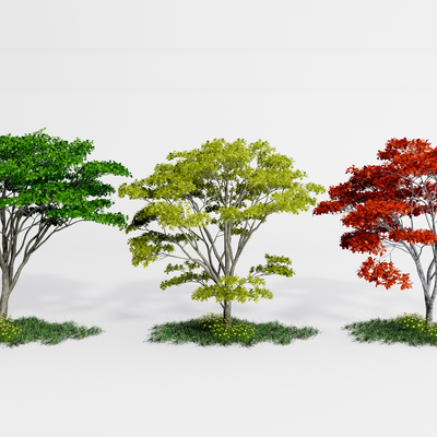  现代景观枫树su模型 