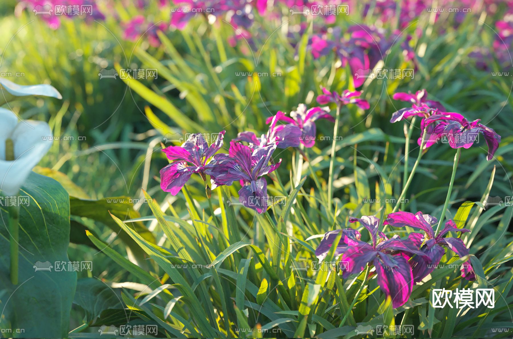 现代荷花池3d模型下载（渲染图4）