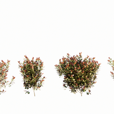  现代植物su模型 