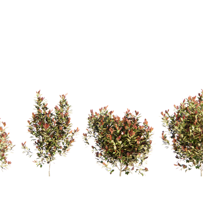  现代植物su模型 