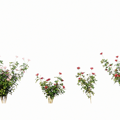  现代植物su模型 