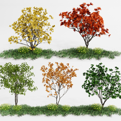  现代景观枫叶树su模型 