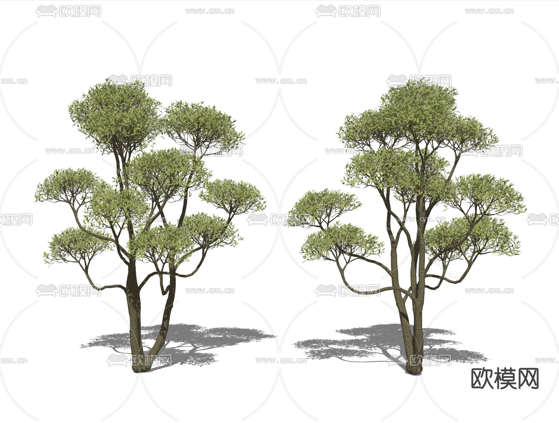 现代植物景观树su模型