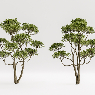 现代植物景观树su模型