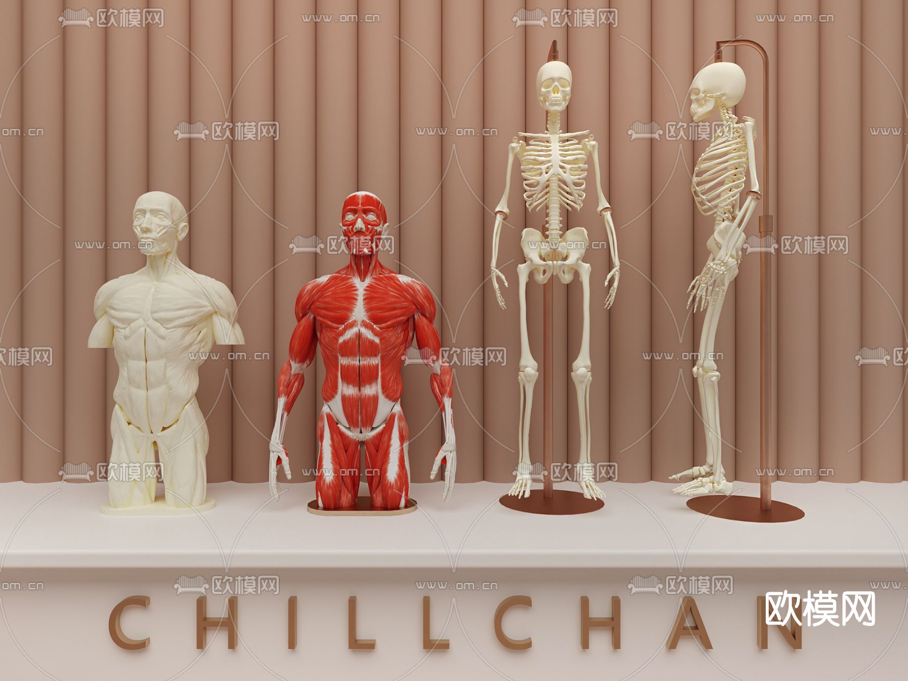 现代医用人体模特su模型下载（渲染图1）