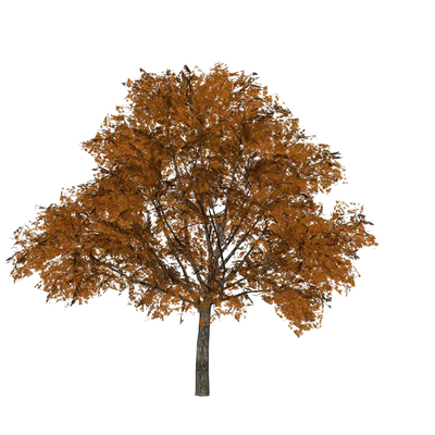  现代树木su模型 