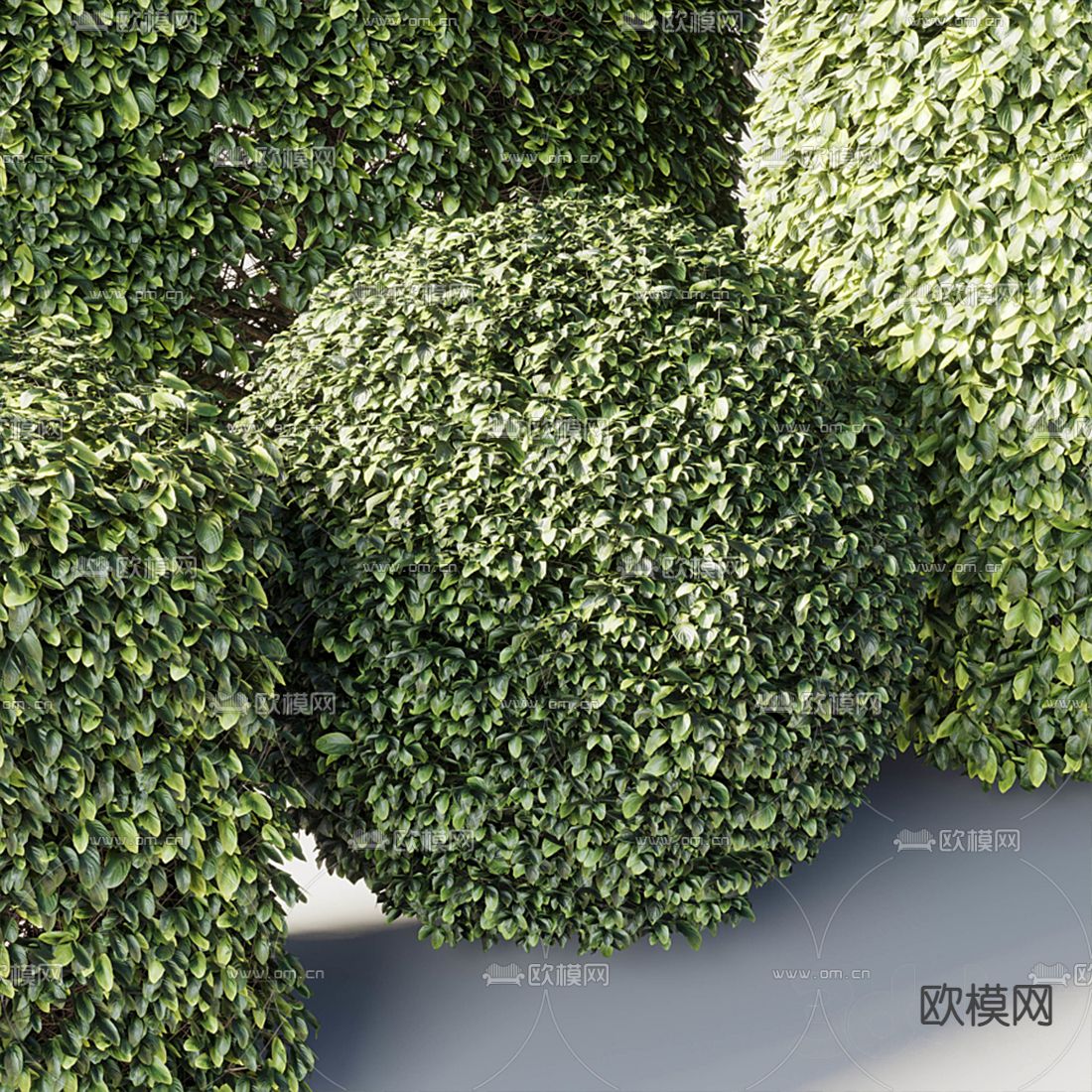 现代植物灌木3d模型下载（渲染图5）