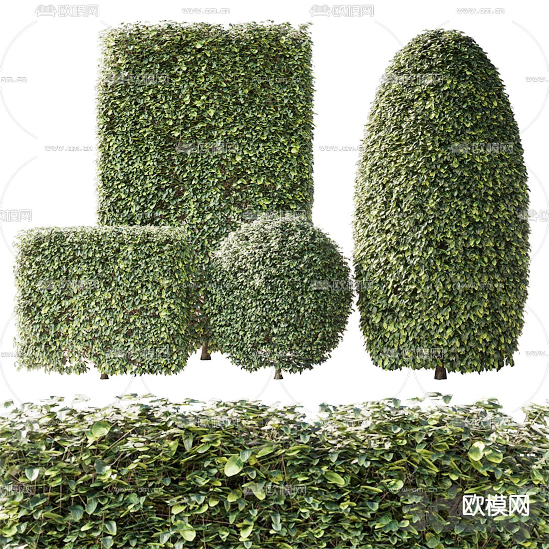 现代植物灌木3d模型下载（渲染图1）