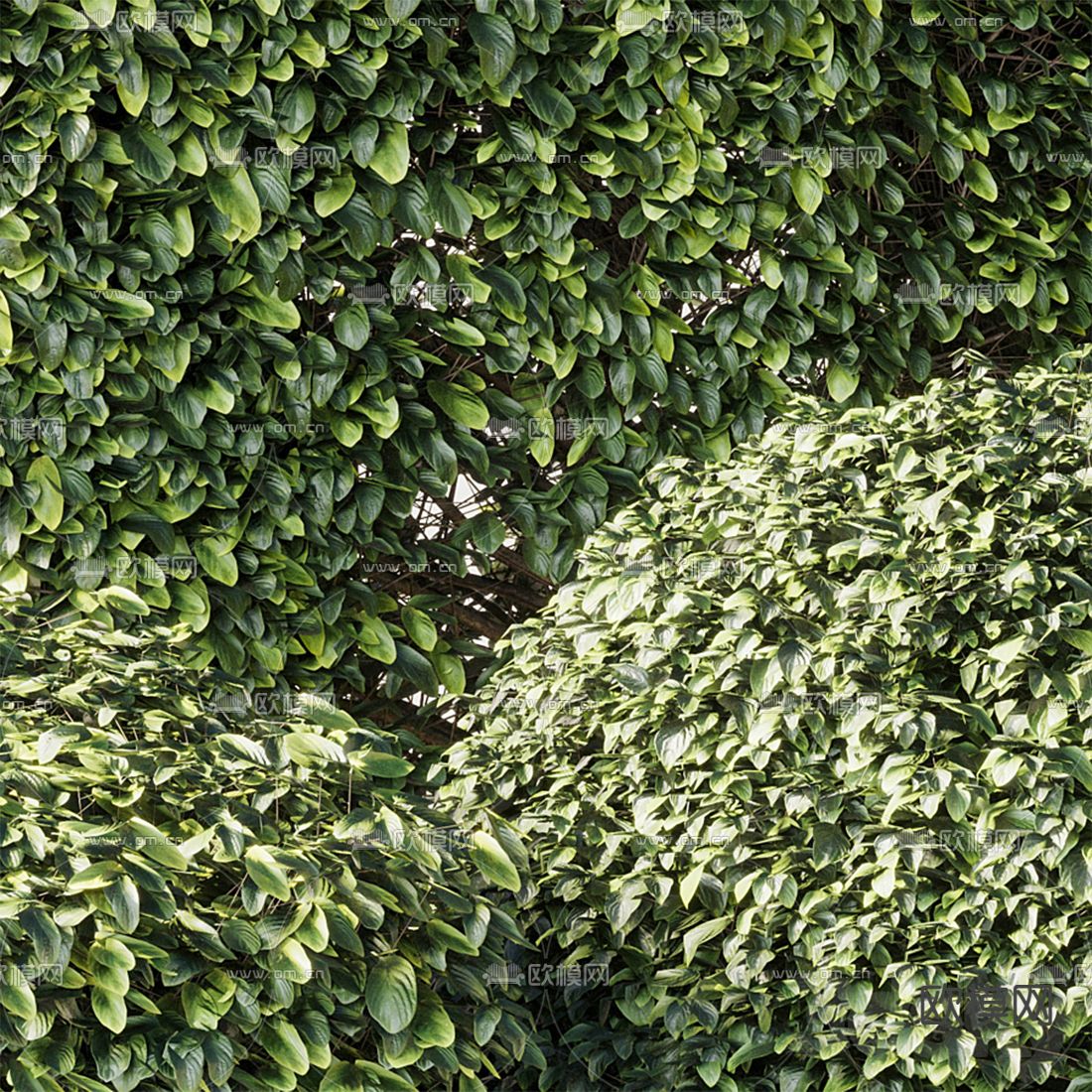 现代植物灌木3d模型下载（渲染图2）