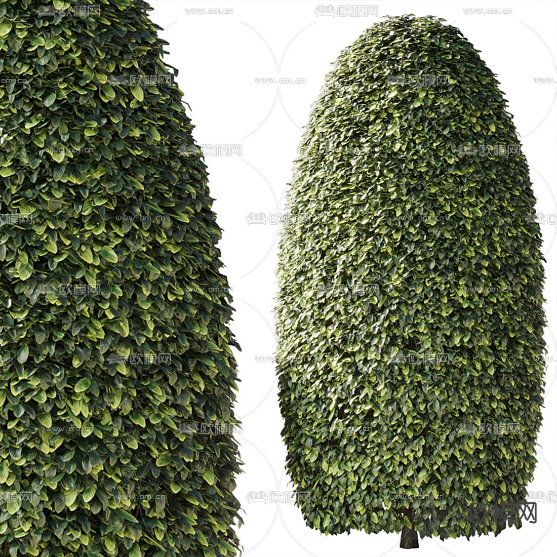 现代植物灌木3d模型下载（渲染图3）