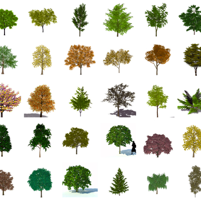  现代树木su模型 