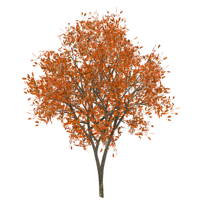  现代红枫树su模型 