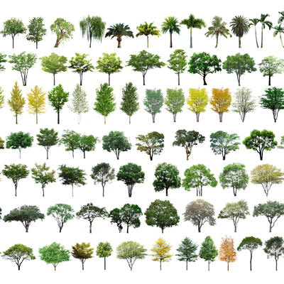  现代大乔木su模型 