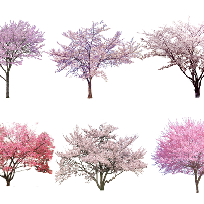  现代樱花树su模型 