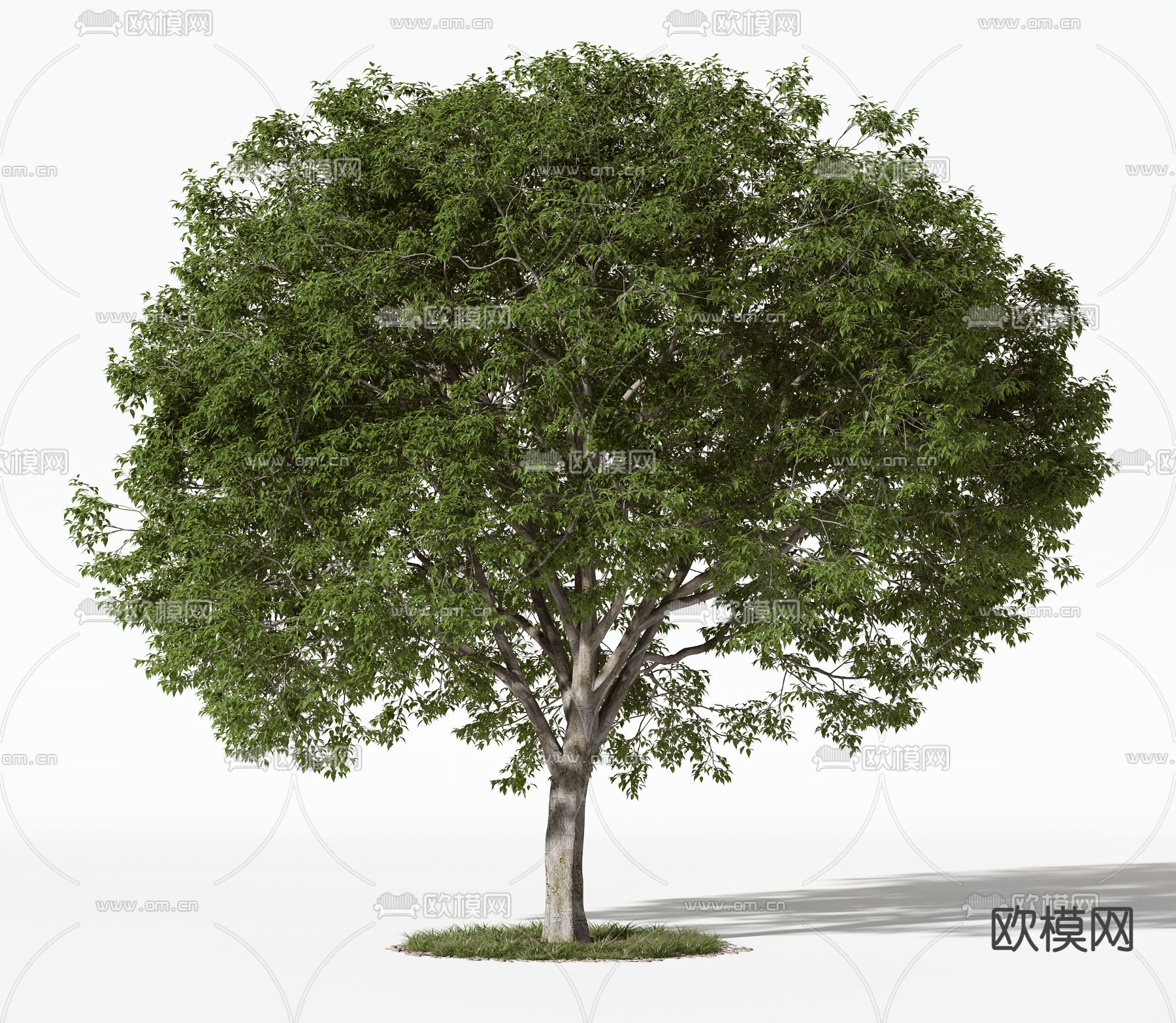 现代大树景观树3d模型下载