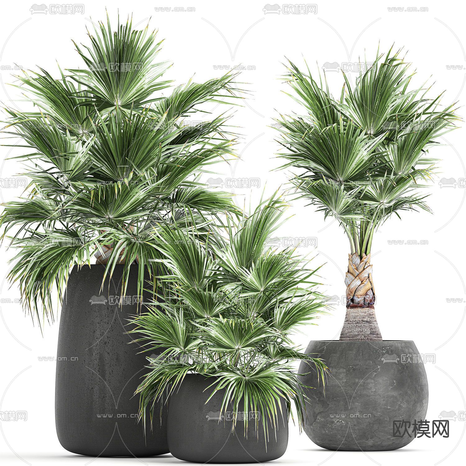 现代棕榈绿植盆栽3d模型下载_ID11813897_3dmax免费模型-欧模网