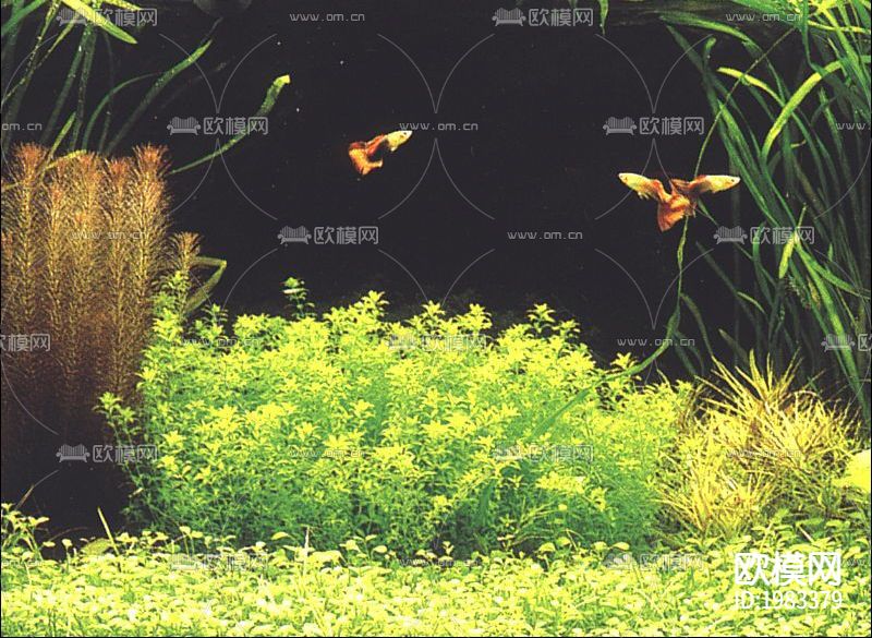 鱼缸贴图下载