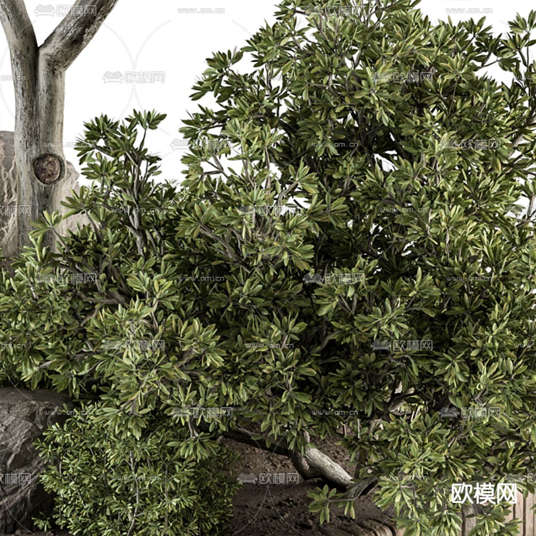 现代景观植物堆3d模型下载（渲染图2）