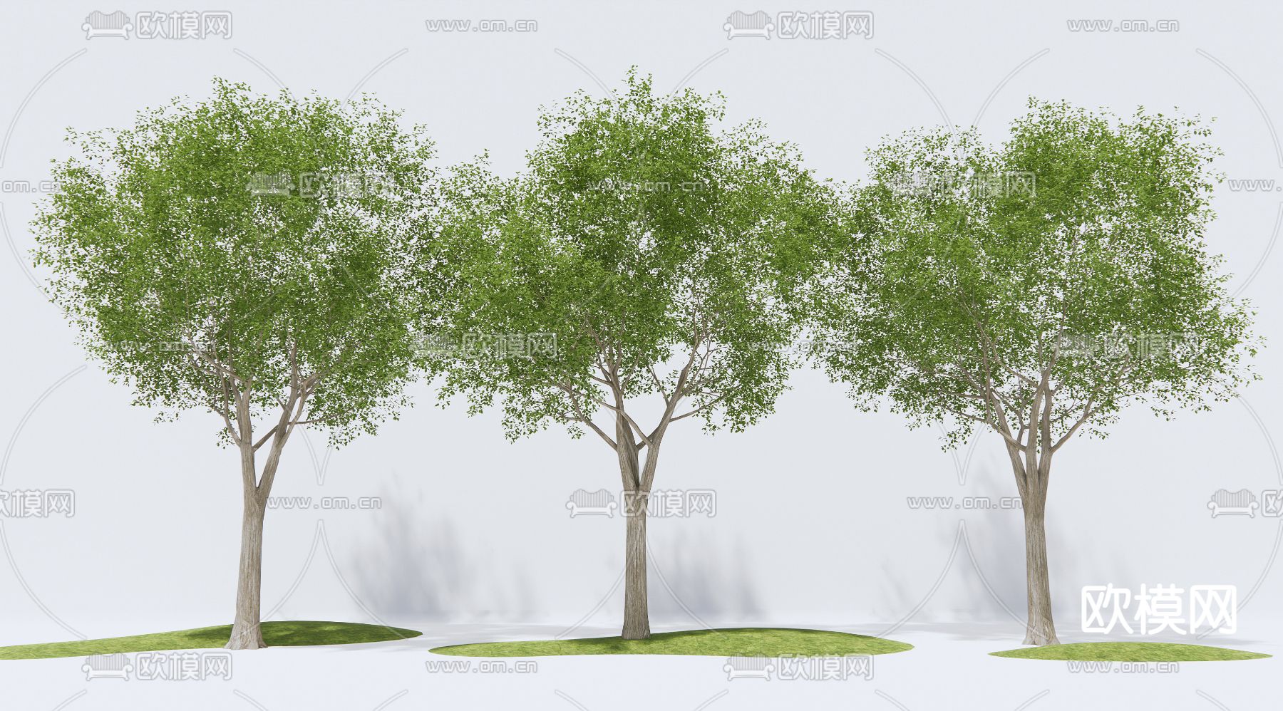 现代景观树su模型下载（渲染图1）