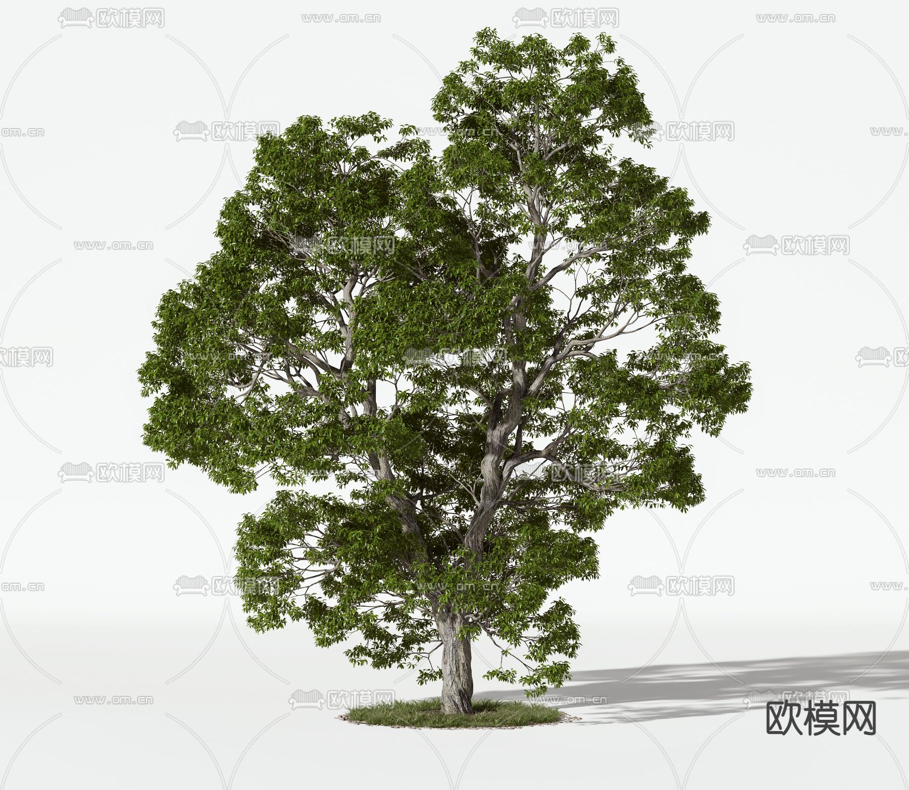 现代树木3d模型下载_ID11833936_3dmax免费模型-欧模网