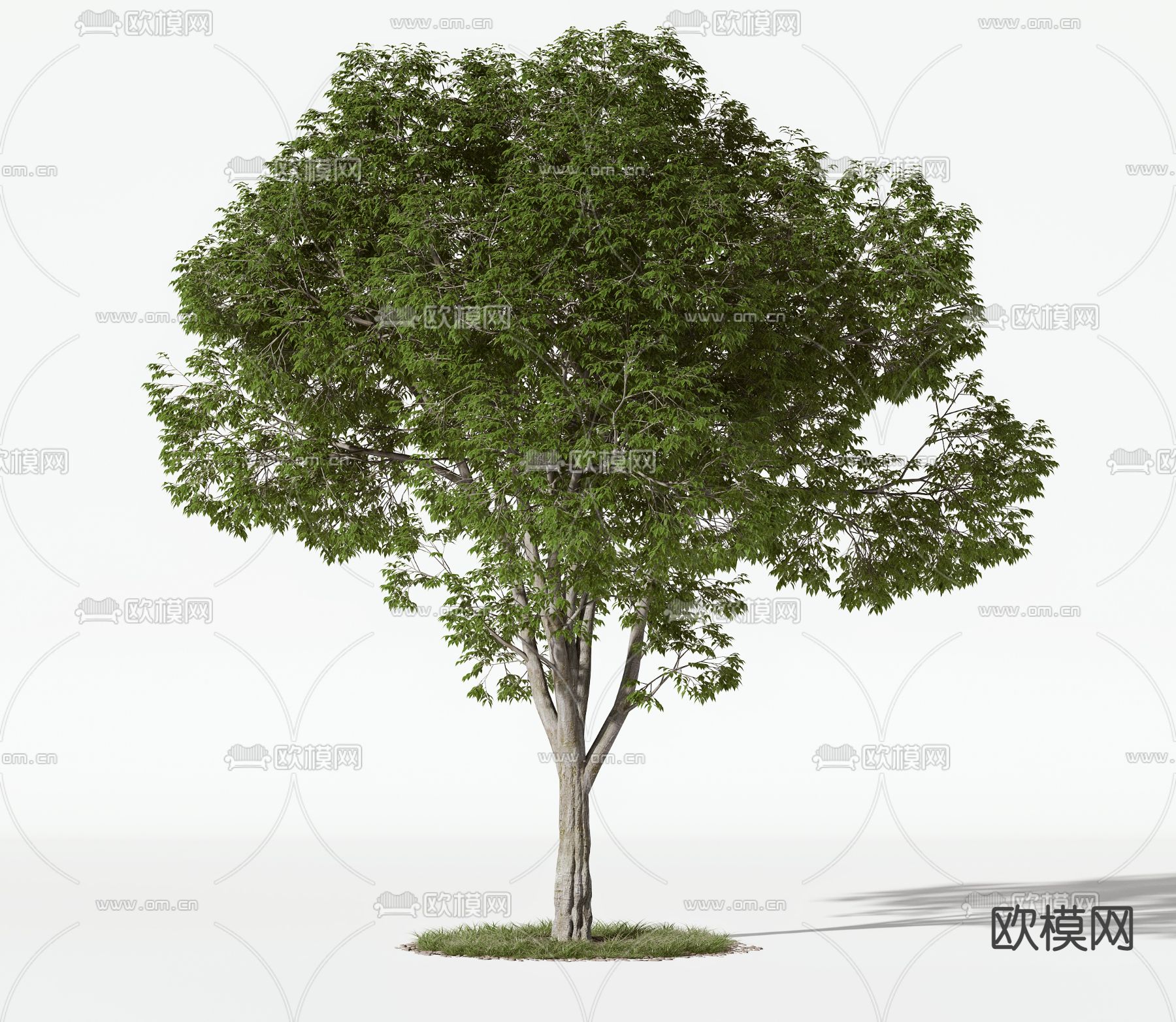 现代树木3d模型下载