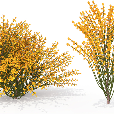  现代植物灌木su模型 