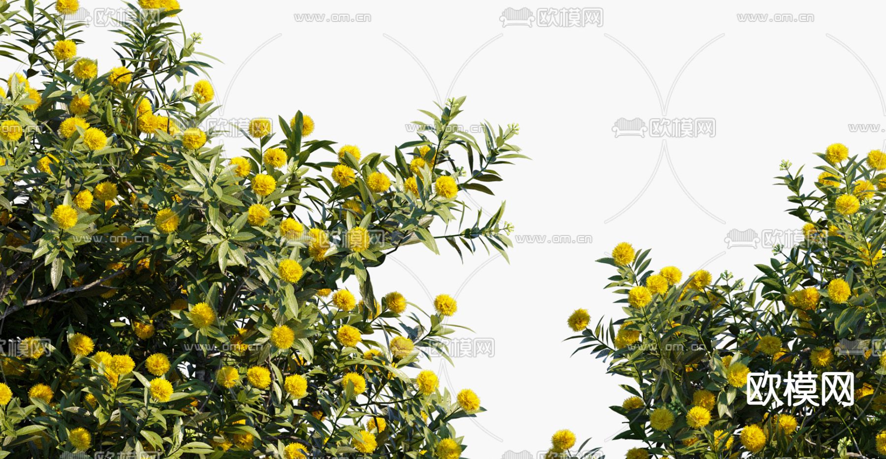 现代景观树行道树3d模型