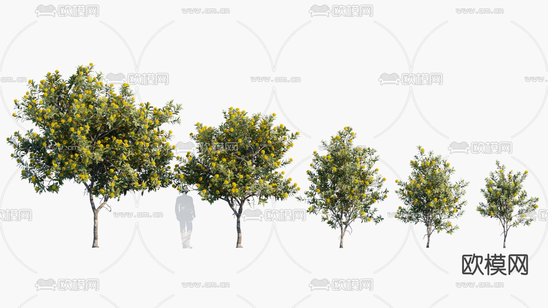 现代景观树行道树3d模型