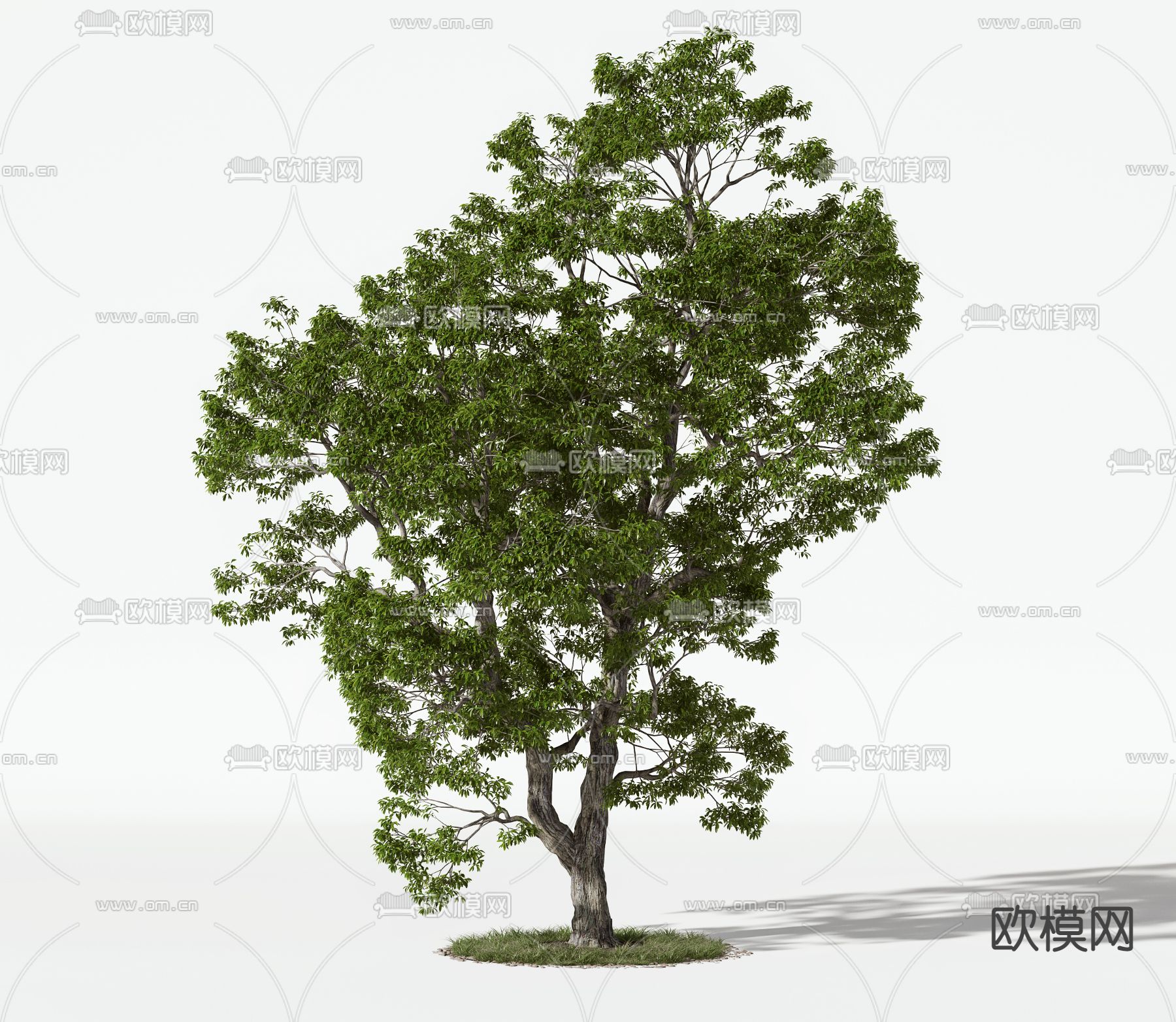 现代大树景观树3d模型