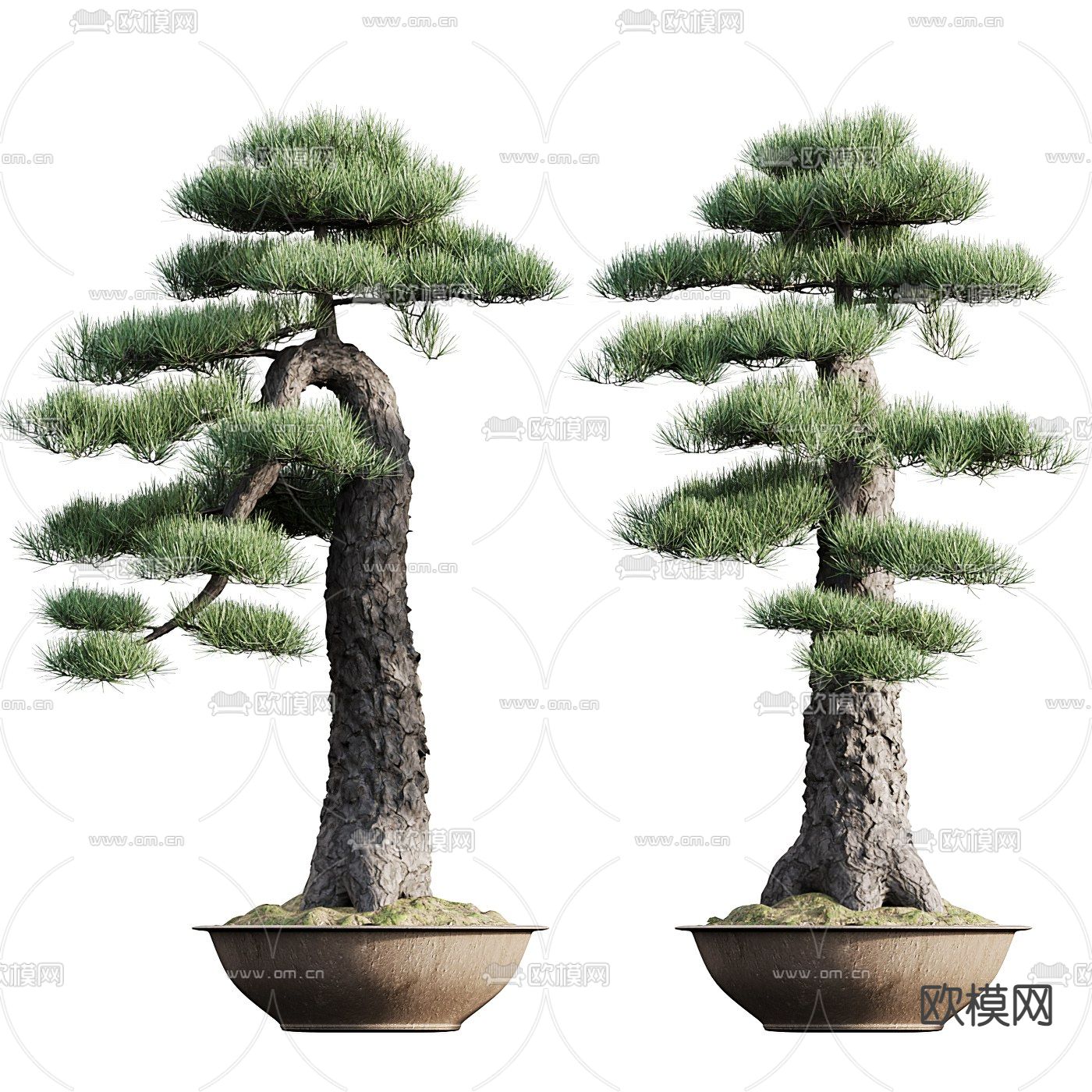 新中式迎客松盆栽3d模型下载