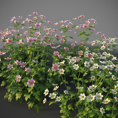  现代银莲花su模型 