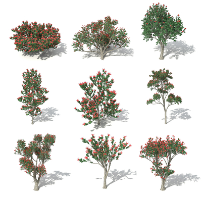  现代红花楹su模型 