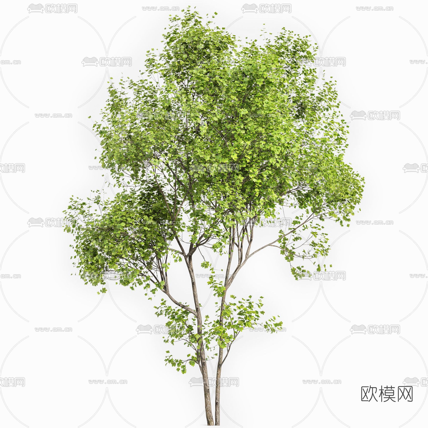现代枫树3d模型