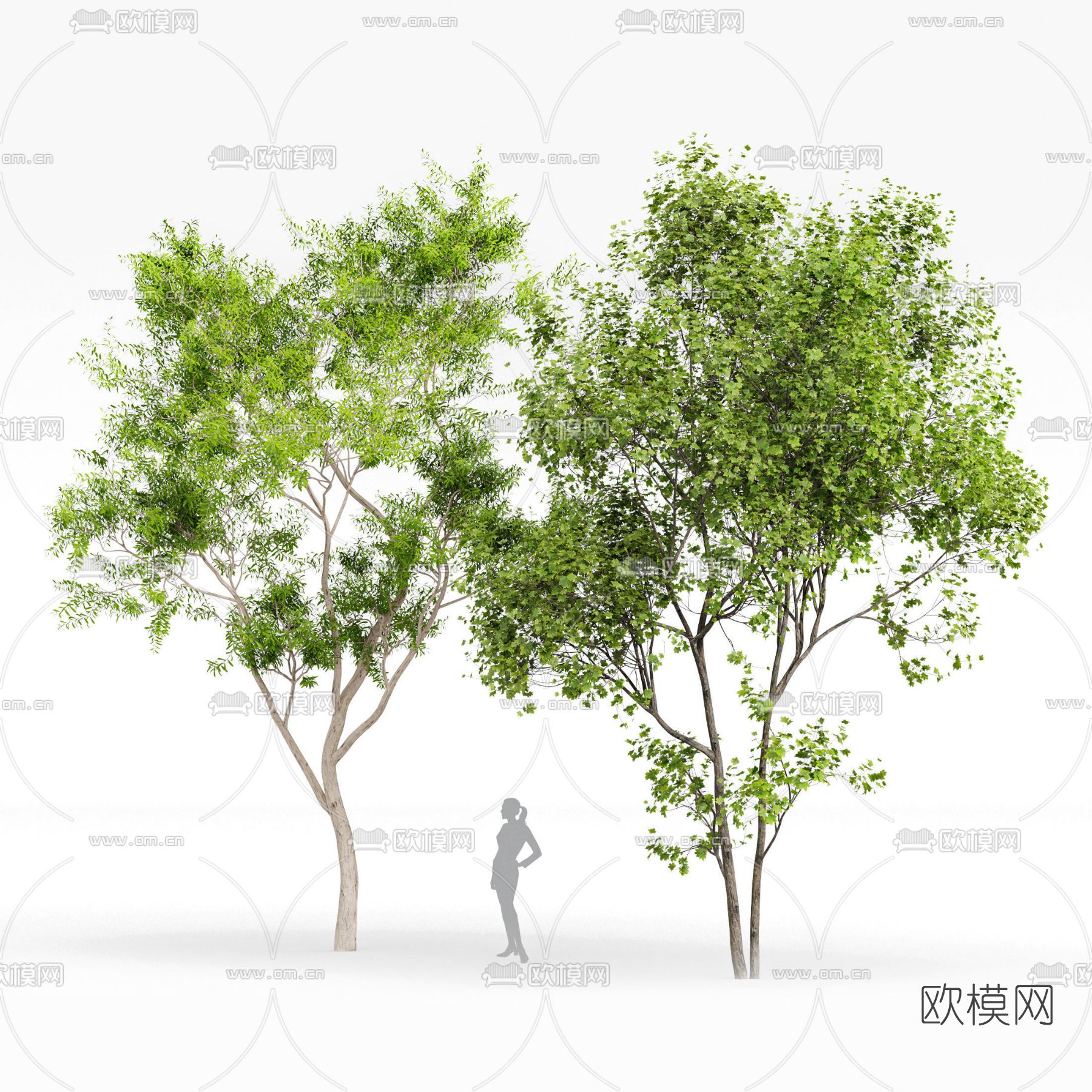 现代枫树3d模型