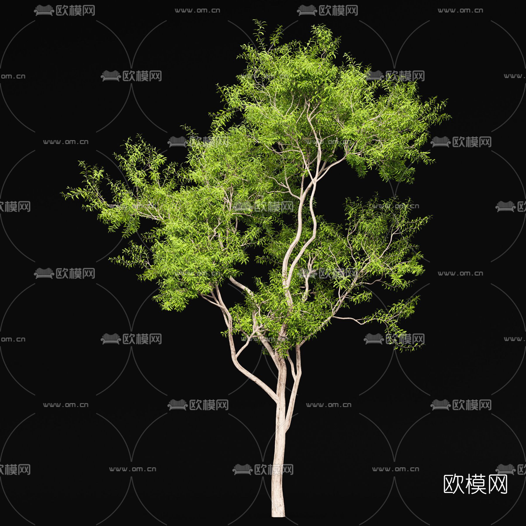 现代枫树3d模型