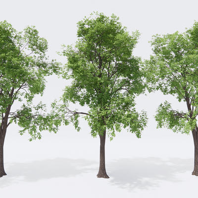  现代景观树su模型 