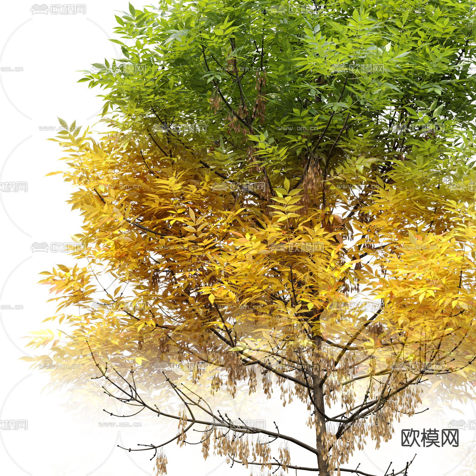 现代树木景观树3d模型