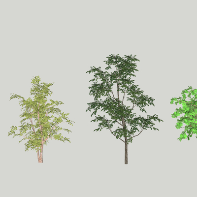  现代大树su模型 