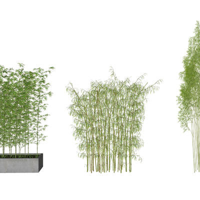  现代竹子盆栽su模型 