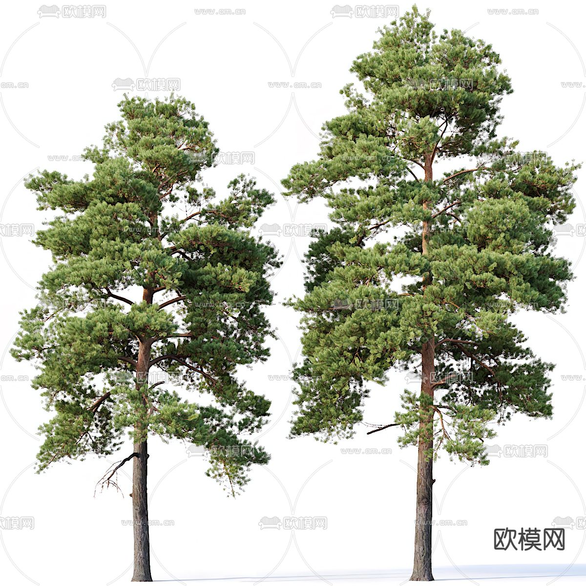 现代景观松树3d模型