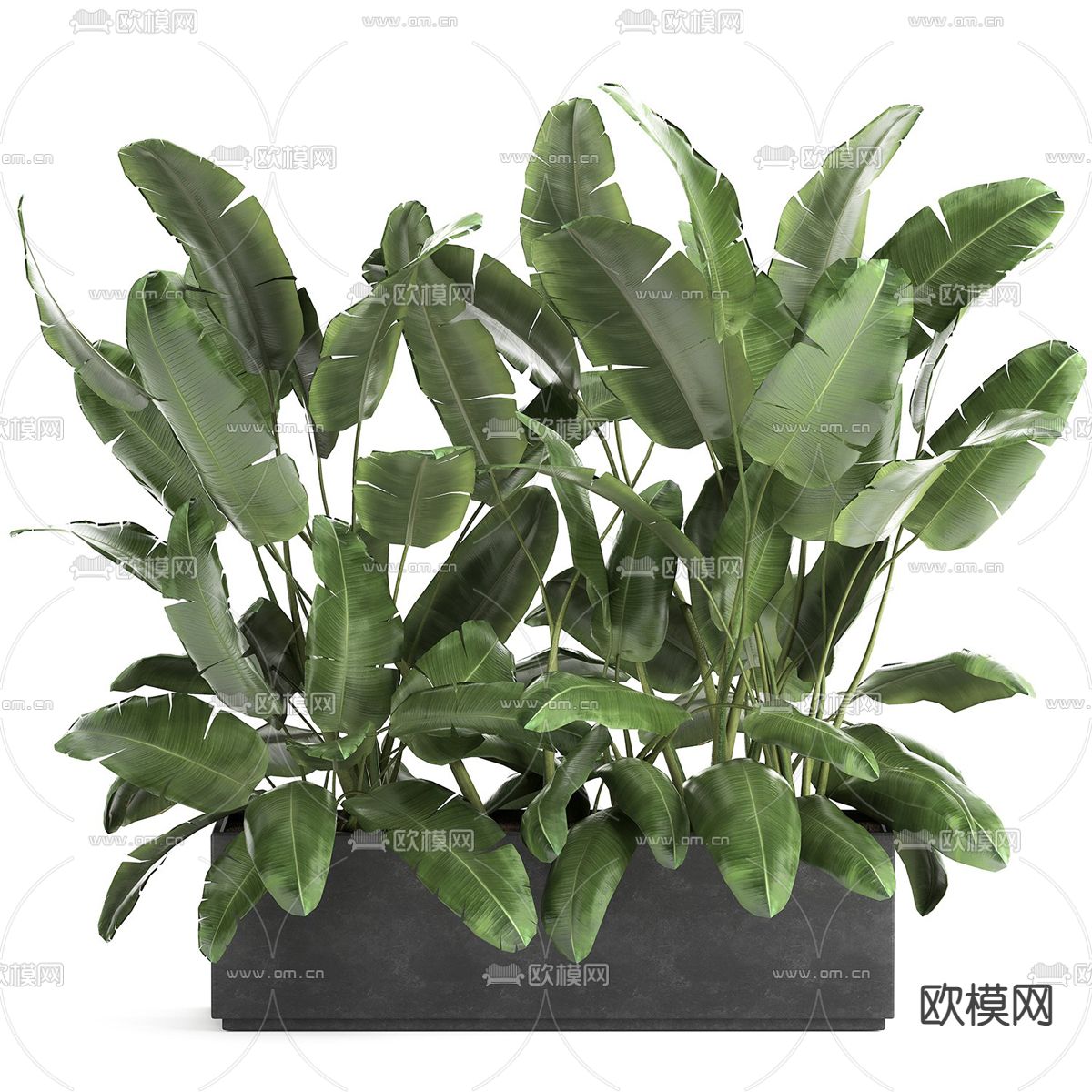 现代芭蕉盆栽3d模型下载_ID11868225_3dmax免费模型-欧模网