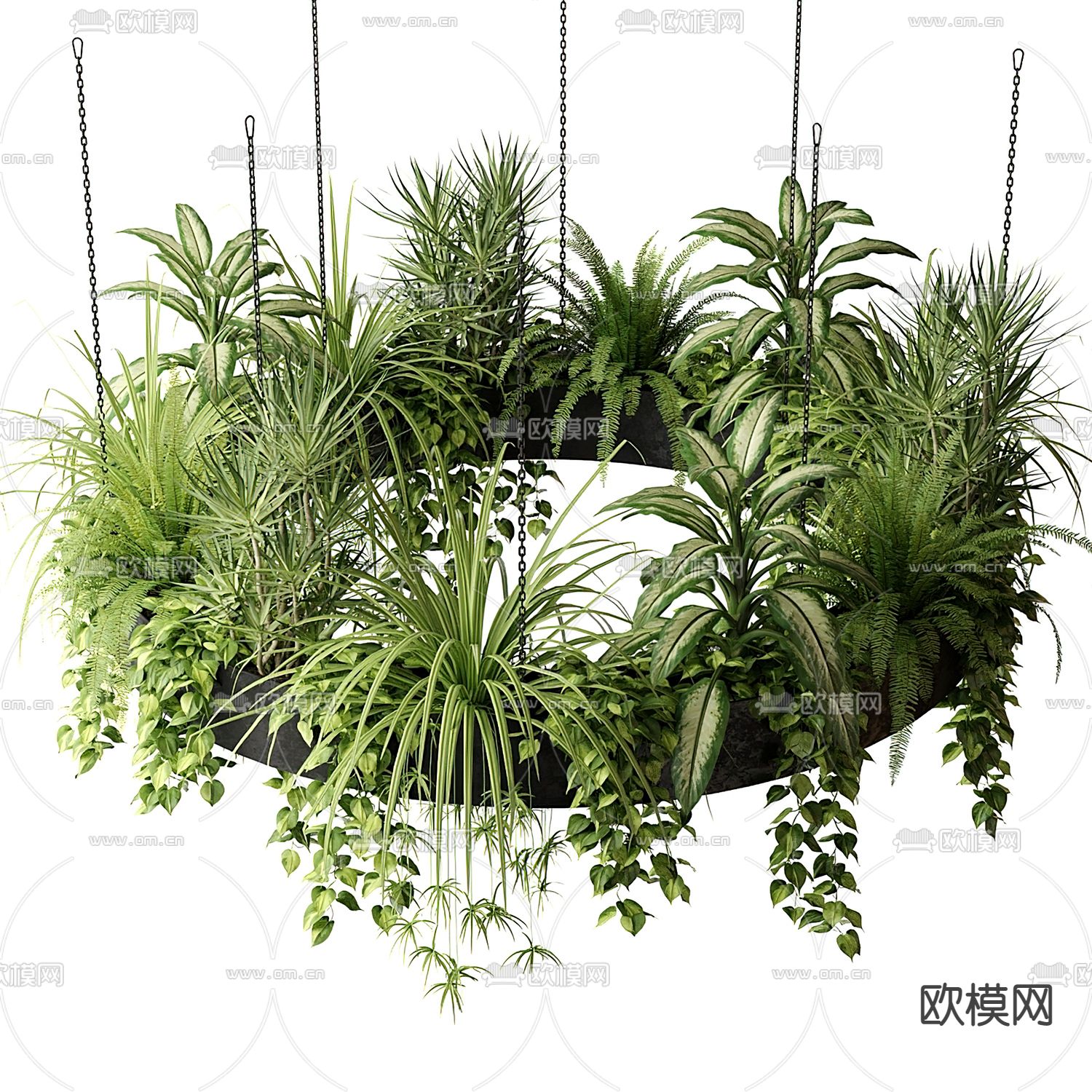 现代吊兰悬挂绿植3d模型