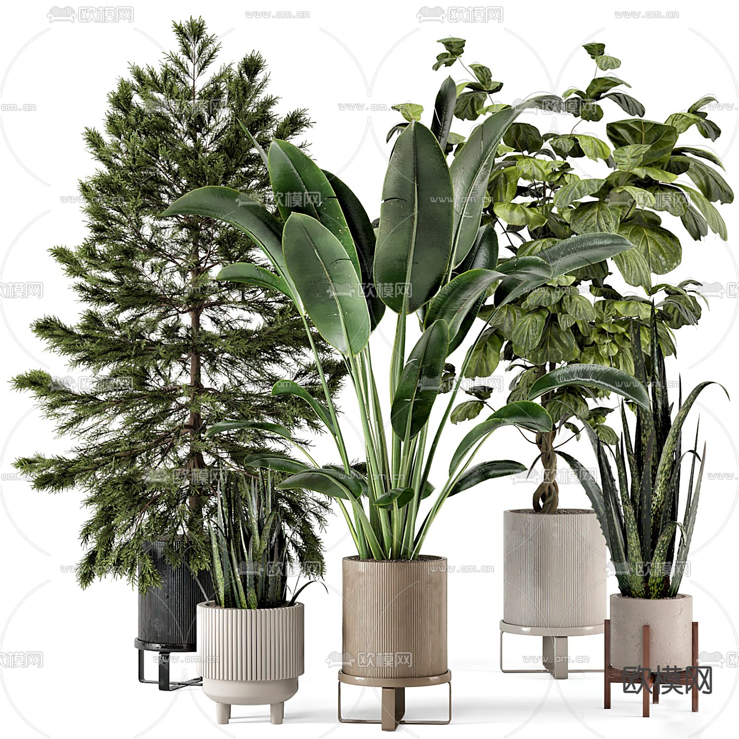 现代芭蕉叶绿植盆栽3d模型下载_ID11867675_3dmax免费模型-欧模网