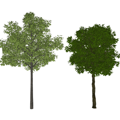  现代树木su模型 