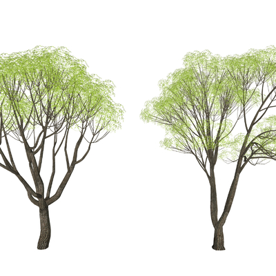  现代香樟树su模型 