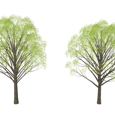  现代香樟树su模型 