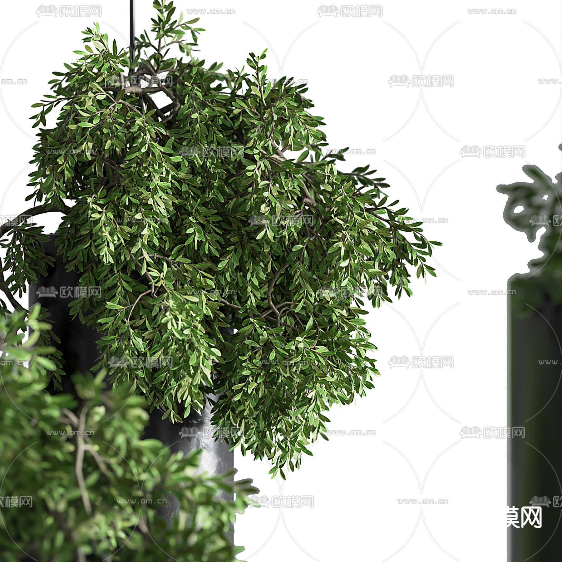 现代绿植吊篮3d模型下载（渲染图4）