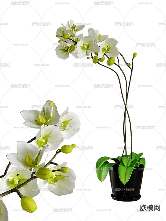 现代兰花植物盆栽3d模型下载_ID11882766_3dmax免费模型-欧模网