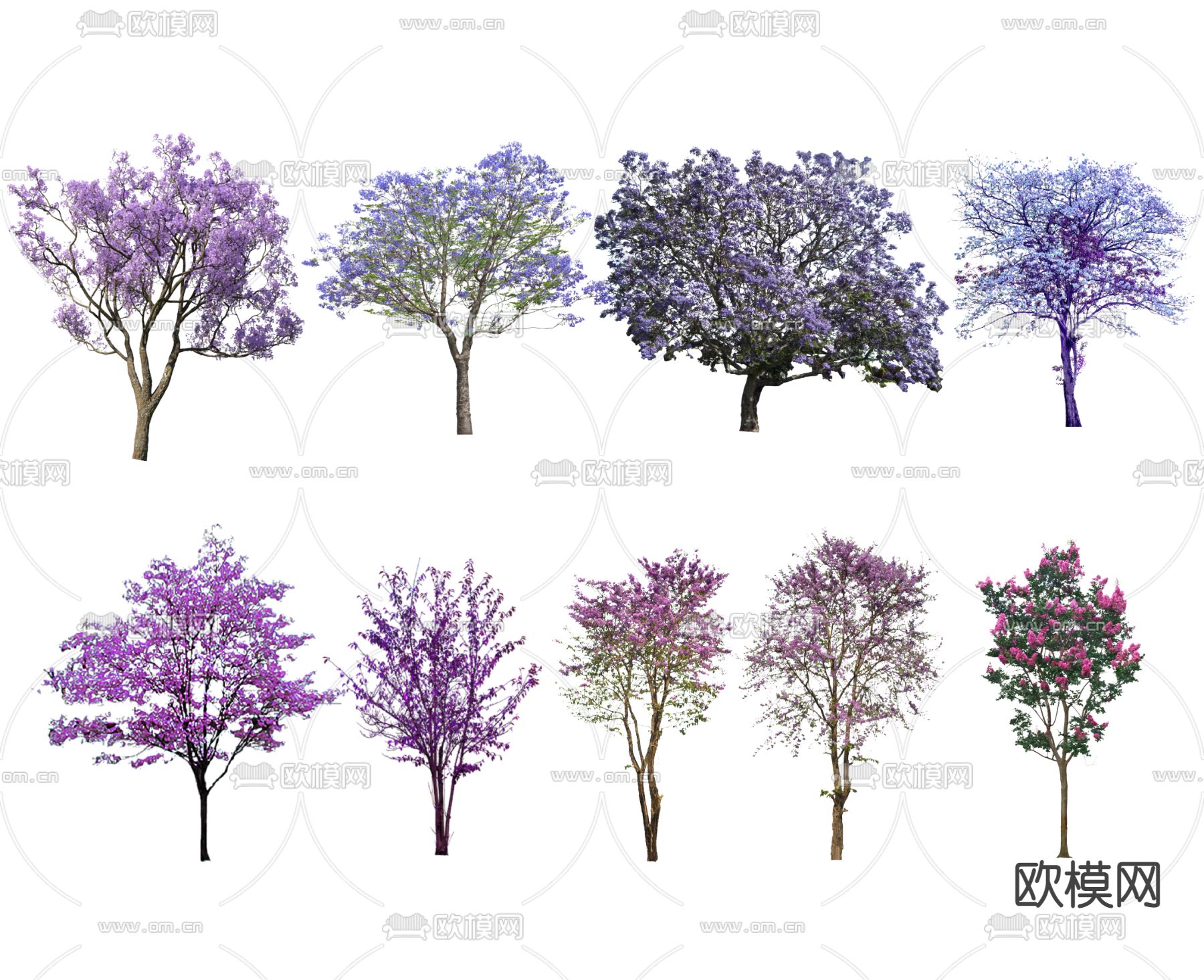 现代蓝花楹su模型下载